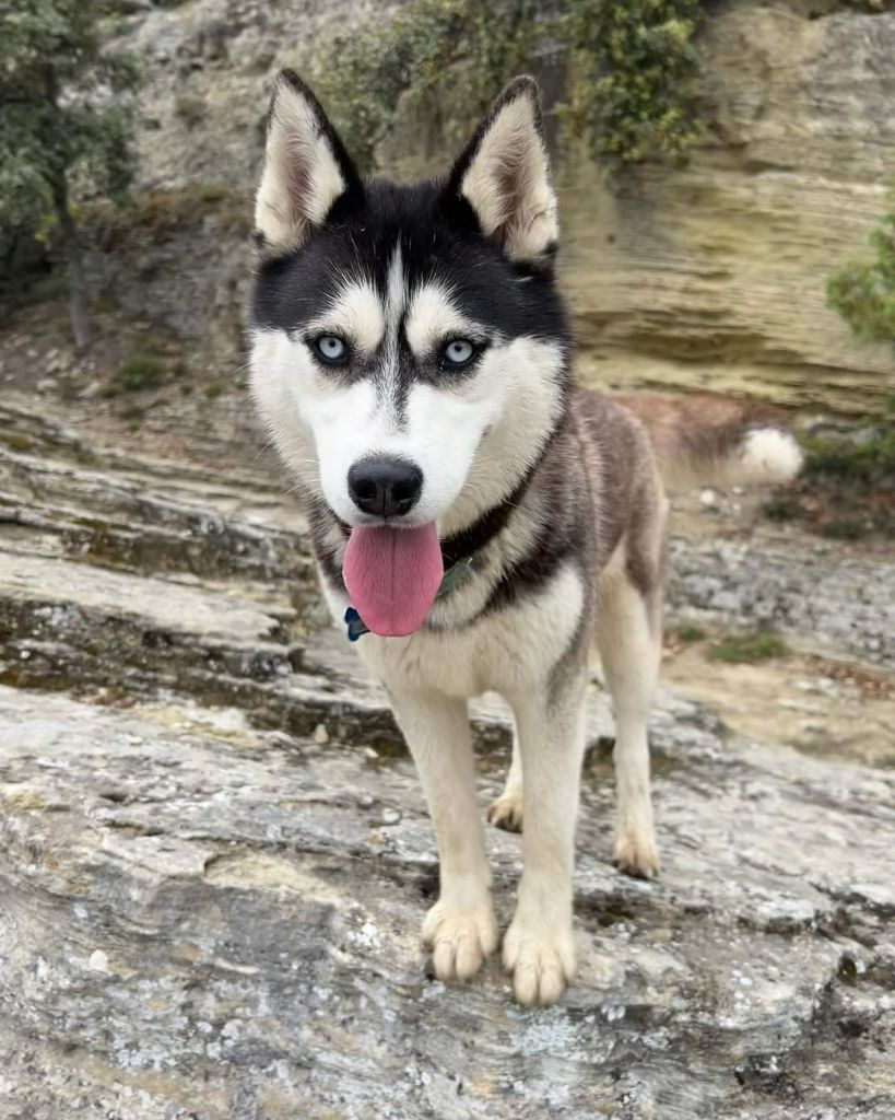 Sokka Wolf Of The Full Moon