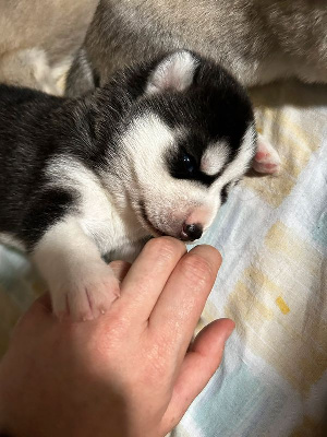 CHIOT
