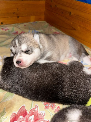CHIOT