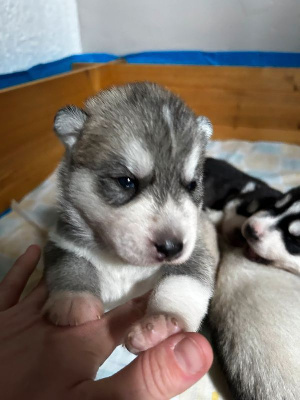CHIOT