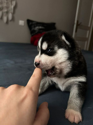 CHIOT