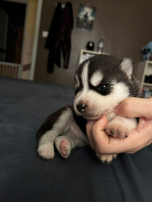 CHIOT